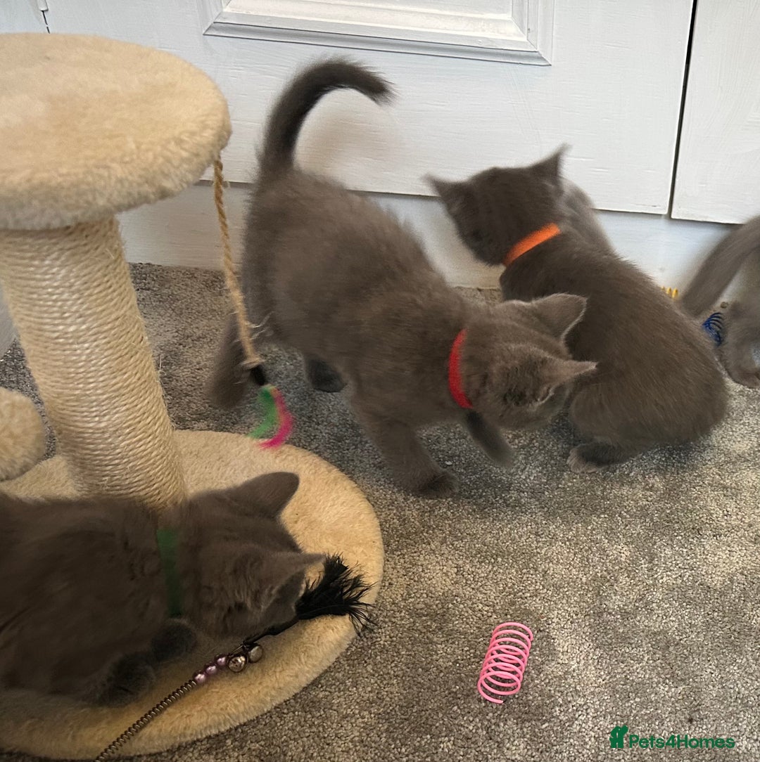 Russian Blue cats for sale: Russian Blue Kittens  - Image 13