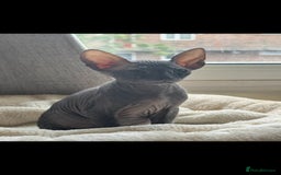 Sphynx cats for sale: Donskoy Sphynx Kittens - Image 6
