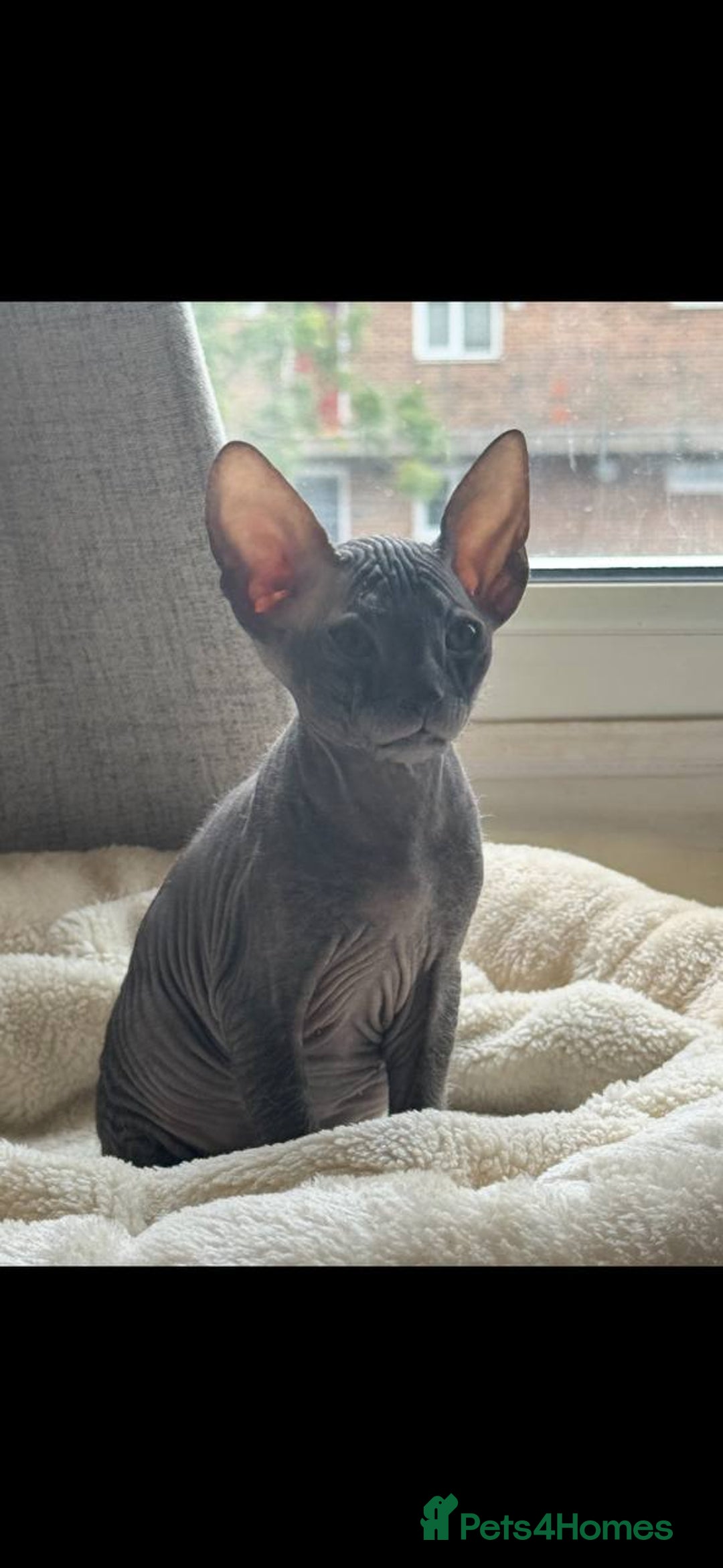 Sphynx cats for sale: Donskoy Sphynx Kittens - Image 6
