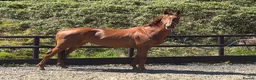 English Thoroughbred horses for sale: Quality little mare on a budget - PROMISE  - Advert 1