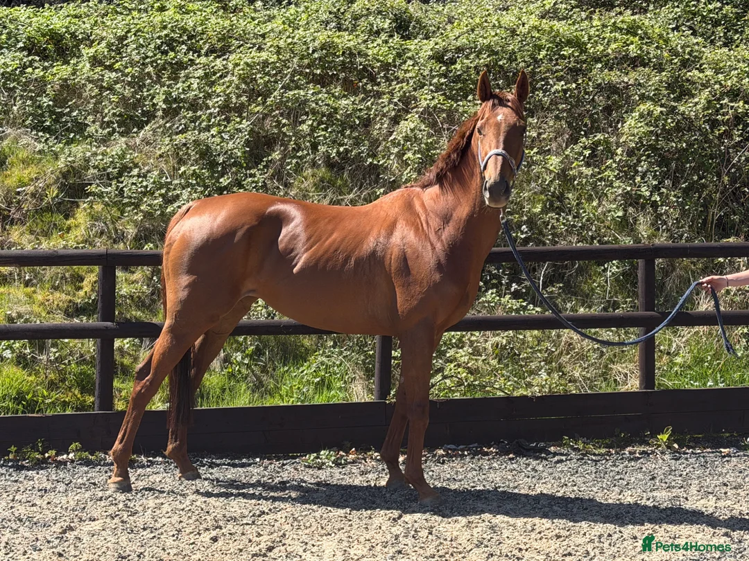 English Thoroughbred horses for sale: Quality little mare on a budget - PROMISE  - Advert 1