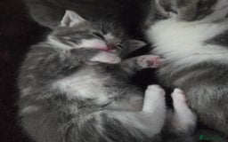 Mixed Breed cats for sale: Kittens  - Image 3