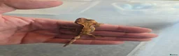Gecko reptiles for sale: 2 crested babies for sale. - Advert 2