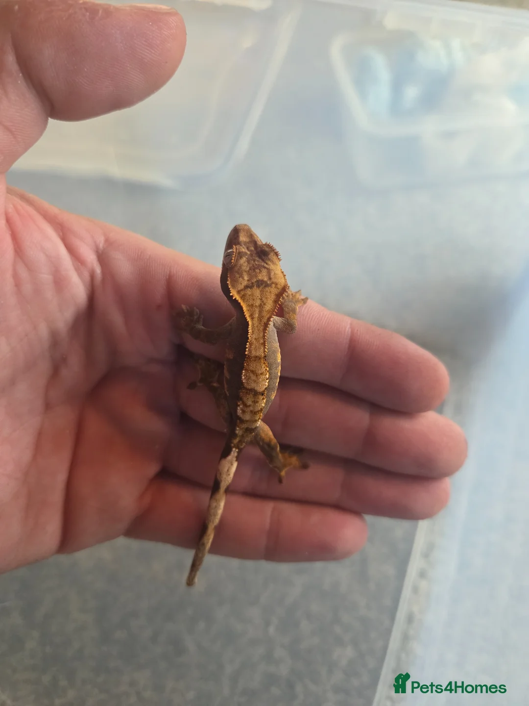 Gecko reptiles for sale: 2 crested babies for sale. - Advert 2