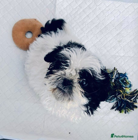 Shih Tzu dogs Shihtzu pups - Advert 16