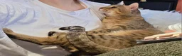Savannah cats for sale: Archie - Advert 4
