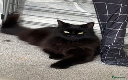 RagaMuffin cats for sale: Raggamuffin male cat 🖤 - Image 1