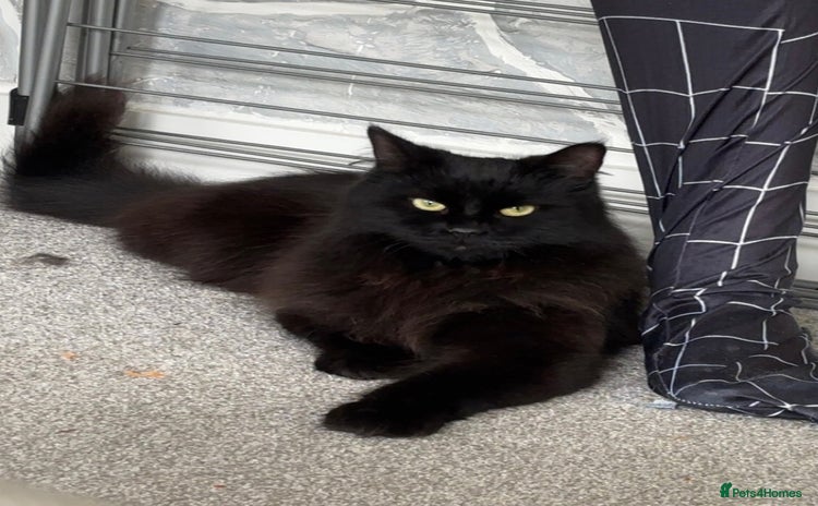 RagaMuffin cats - Advert 1