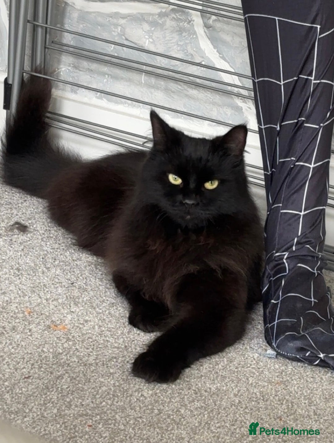 RagaMuffin cats for sale: Raggamuffin male cat 🖤 - Image 1