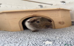 Guinea Pig rodents for sale: Two male guinea pigs and their Guinea Loft cage - Image 5