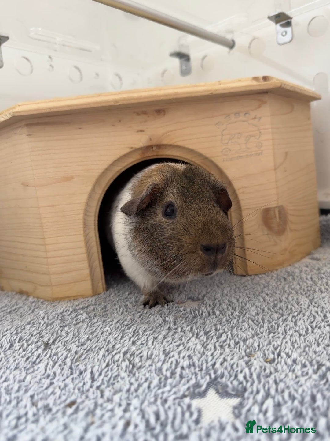 Guinea Pig rodents for sale: Two male guinea pigs and their Guinea Loft cage - Image 5