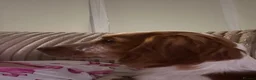 Mixed Breed dogs for sale: Sprocker  in Sunderland - Advert 2