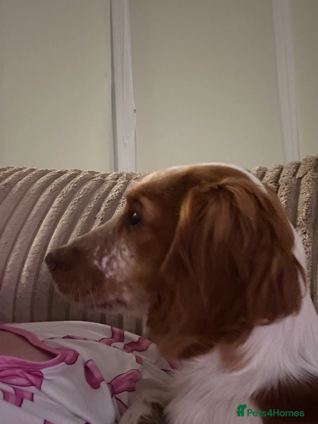 Mixed Breed dogs for sale: Sprocker  in Sunderland - Advert 2
