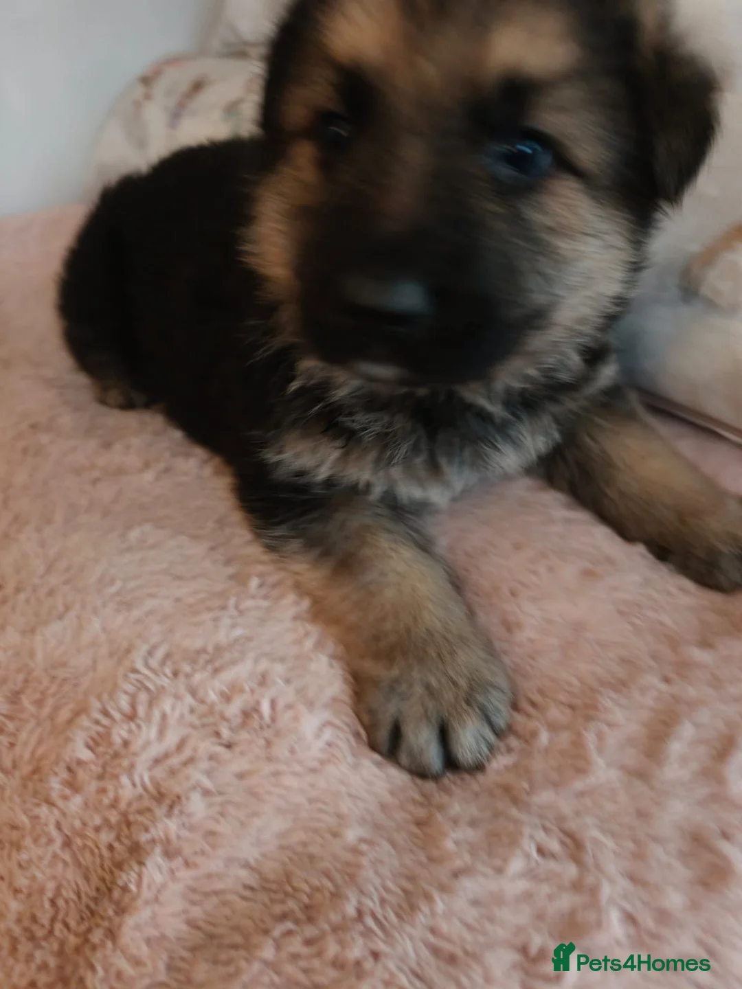 German Shepherd dogs for sale: Strong beautiful playful puppies  - Advert 2