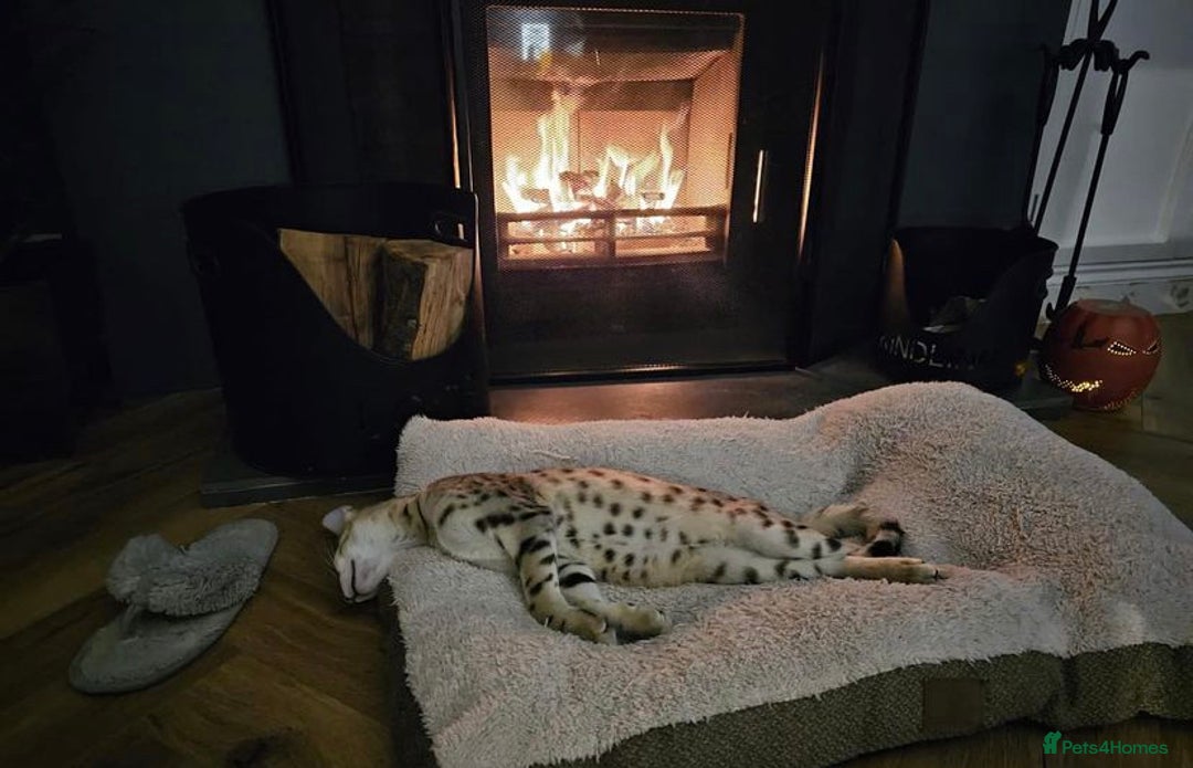 Savannah cats for sale: KIWANGA PEDIGREE F3 SAVANNAH KITTENS  - Image 3