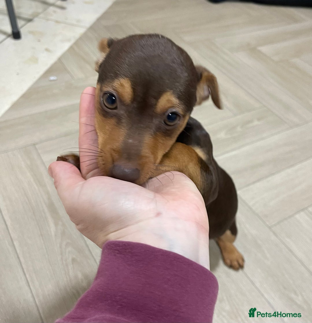 Jack Russell dogs for sale: Beautiful chocolate Jack Russell female puppies  - Advert 6