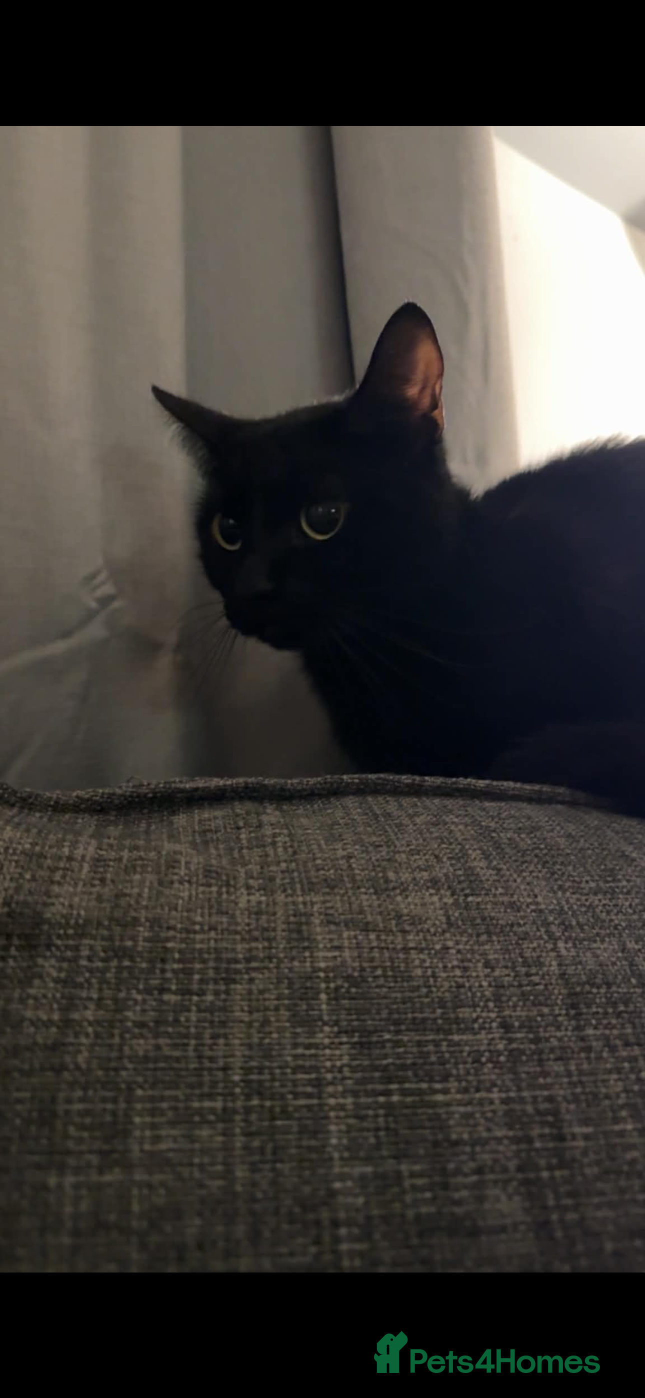 Mixed Breed cats Beautiful short hair female  - Advert 4