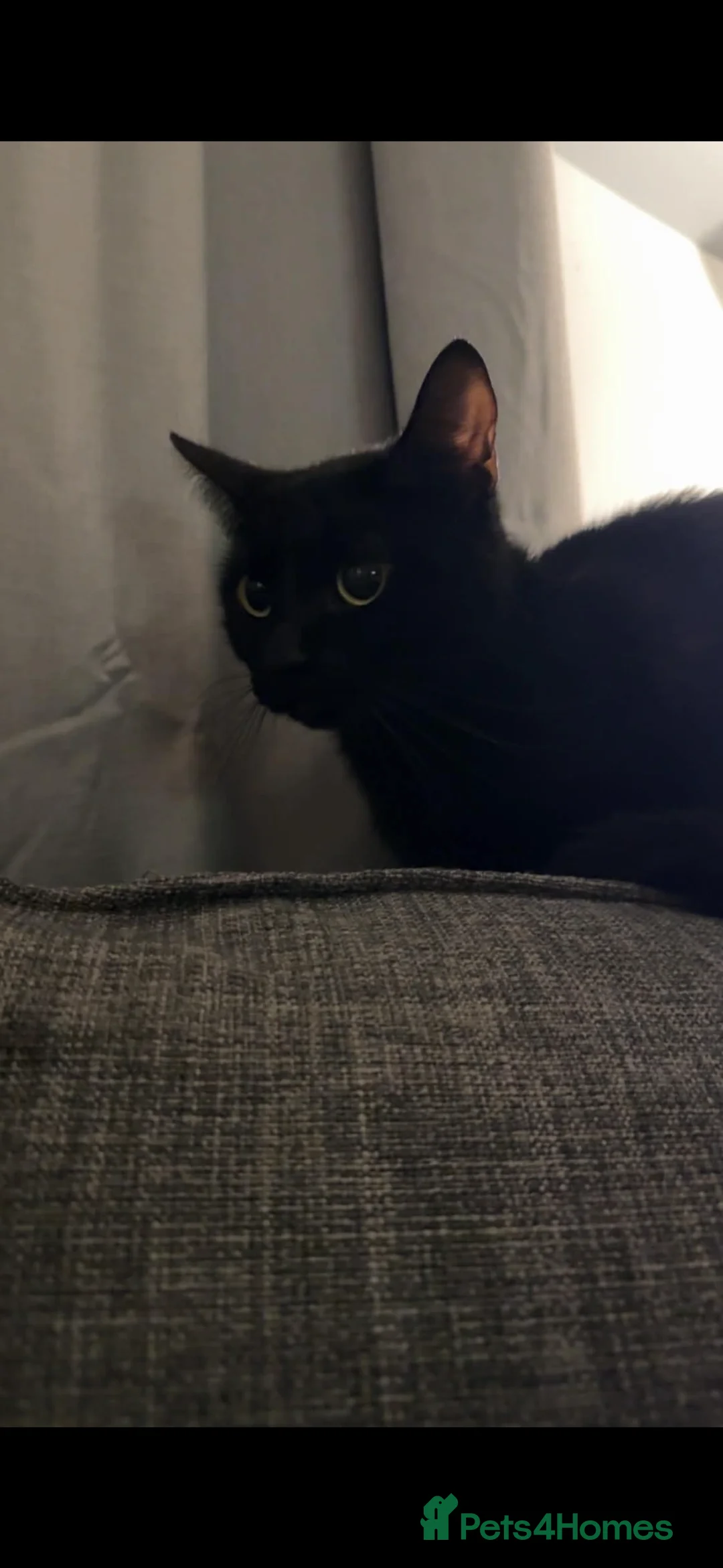 Mixed Breed cats for sale: Beautiful short hair female  - Advert 1