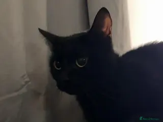 Mixed Breed cats Beautiful short hair female - Advert 4