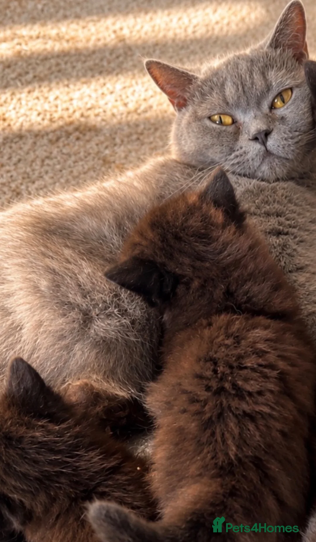 British Shorthair cats for sale: Beautiful British shorthair kittens  - Advert 2