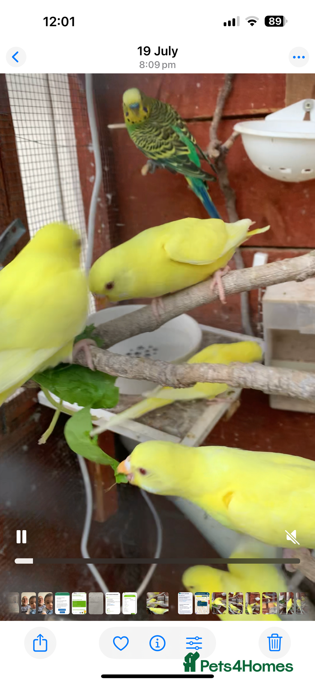 Budgerigars birds for sale: Budgies for sale - Image 2