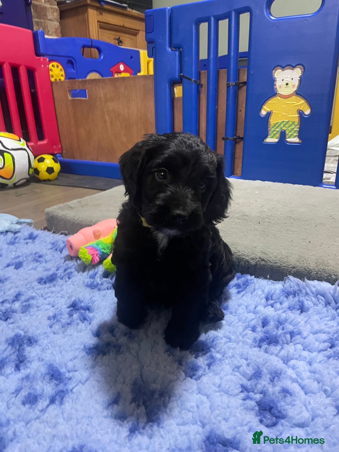 Cockapoo dogs for sale: Very Similar to the cockapoo Sproodle puppies - Image 5
