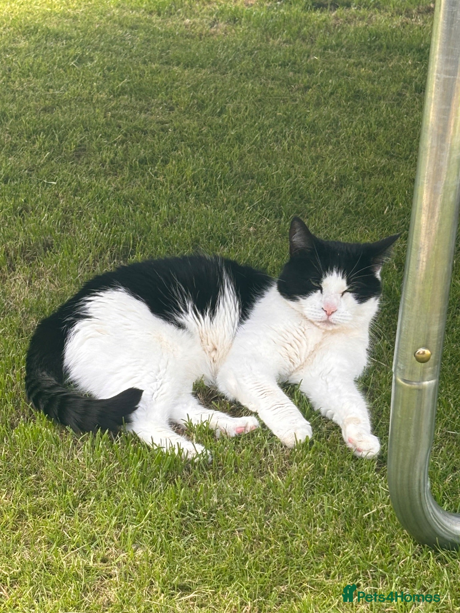 Mixed Breed cats Ruby  - Advert 8