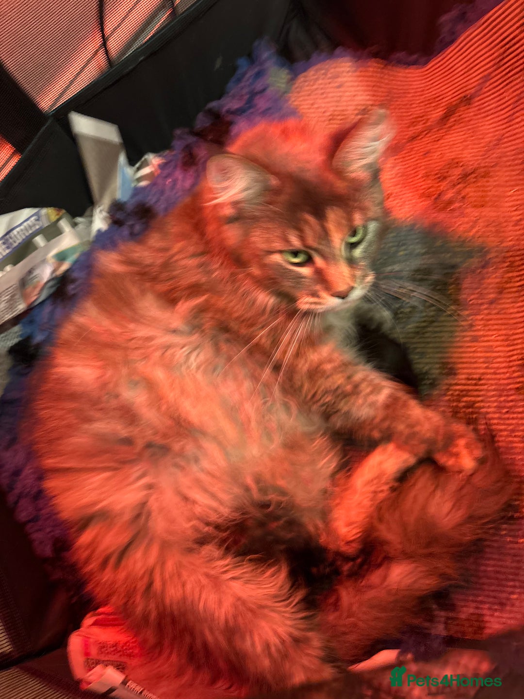 Maine Coon cats for sale: Maine Coon kittens  - Advert 9