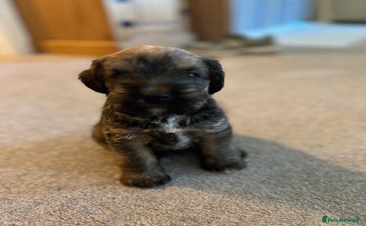 Mixed Breed dogs - Advert 10