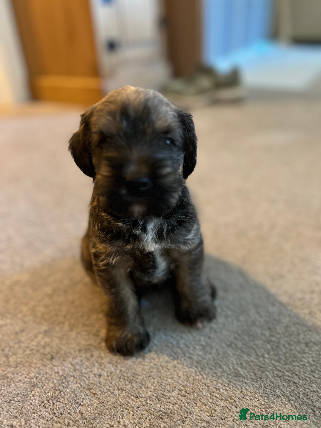 Mixed Breed dogs for sale: Schnackadoodles (Mini Schnauzer X Jackadoodle) - Image 1