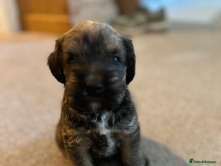 Mixed Breed dogs - Advert 4