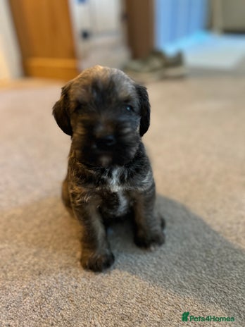 Mixed Breed dogs - Advert 1