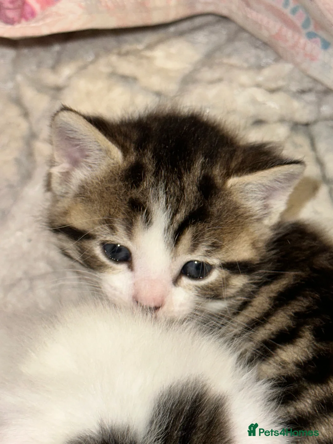 American Shorthair cats for sale: 6 BEAUTIFUL AMERICAN SHORTHAIR ✨  - Advert 5