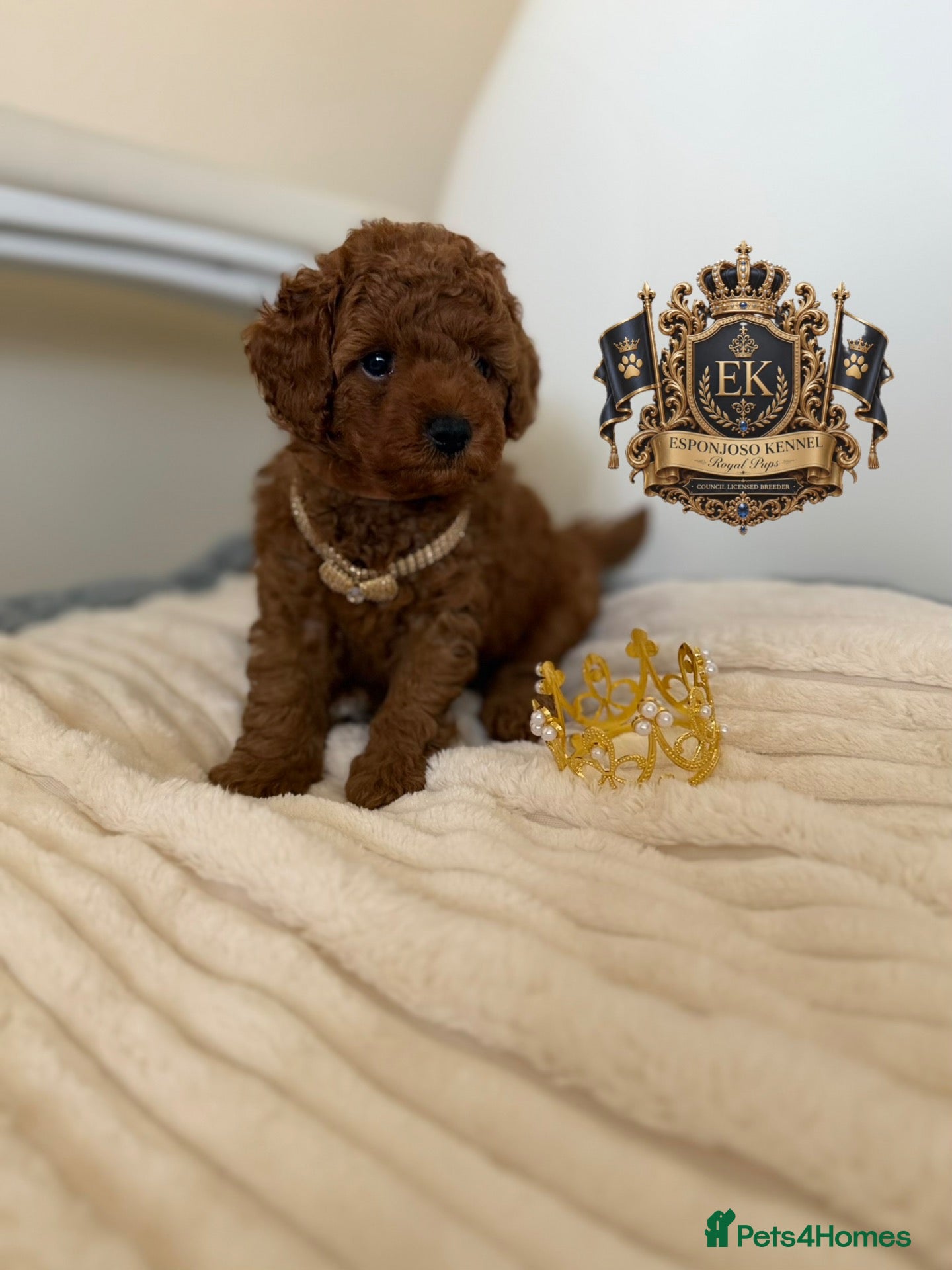 Toy Poodle dogs 5⭐️licensed ESPONJOSO tiny Half Asian Toy Poodle👑 - Advert 6