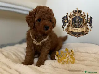 Toy Poodle dogs 5⭐️licensed ESPONJOSO tiny Half Asian Toy Poodle👑 - Advert 6