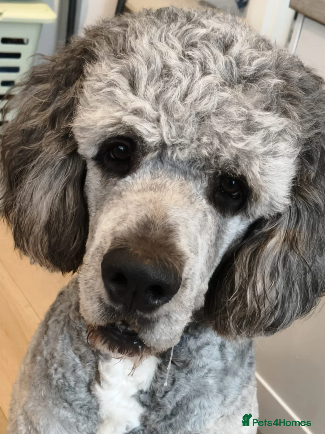 Bernedoodle dogs for stud: St Bernedoodle  in Hamilton - Advert 1