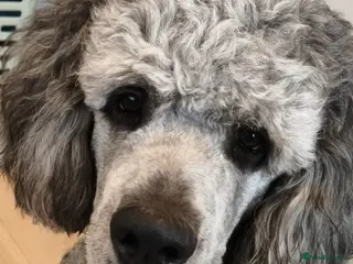 Bernedoodle dogs St Bernedoodle in Hamilton - Advert 1