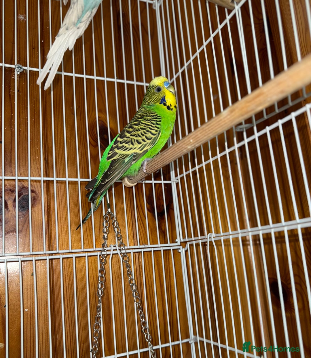 Budgerigars birds for sale: Budgie for sale  - Image 2