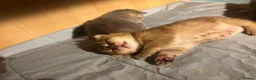 Scottish Fold cats for sale: Beautiful Scottish Fold Chinchilla Kitten  🐾💙 - Advert 13