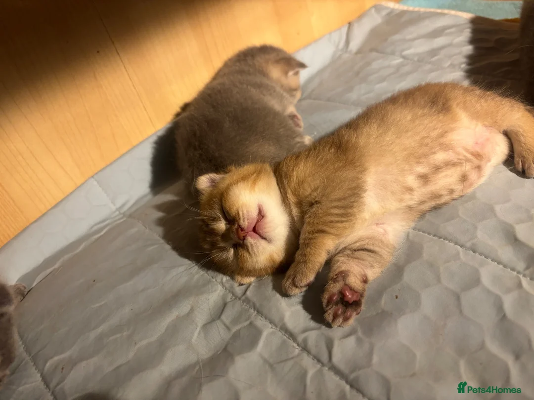 Scottish Fold cats for sale: Beautiful Scottish Fold Chinchilla Kitten  🐾💙 - Advert 13