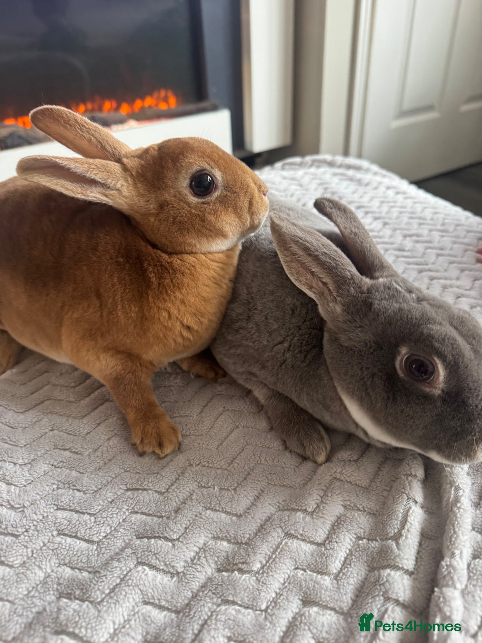 Rex rabbits Rex for sale  - Advert 1