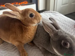 Rex rabbits Rex for sale - Advert 1