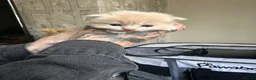 Perdoll cats for sale: Persian babies  in Doncaster - Advert 14