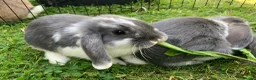 Mini Lop rabbits for sale: rabbit babies for sale in Swansea - Advert 5