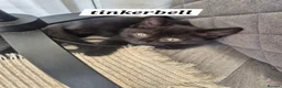 Norwegian Forest Cat cats for sale: Norwegian forest mixed Russian blue - Advert 7