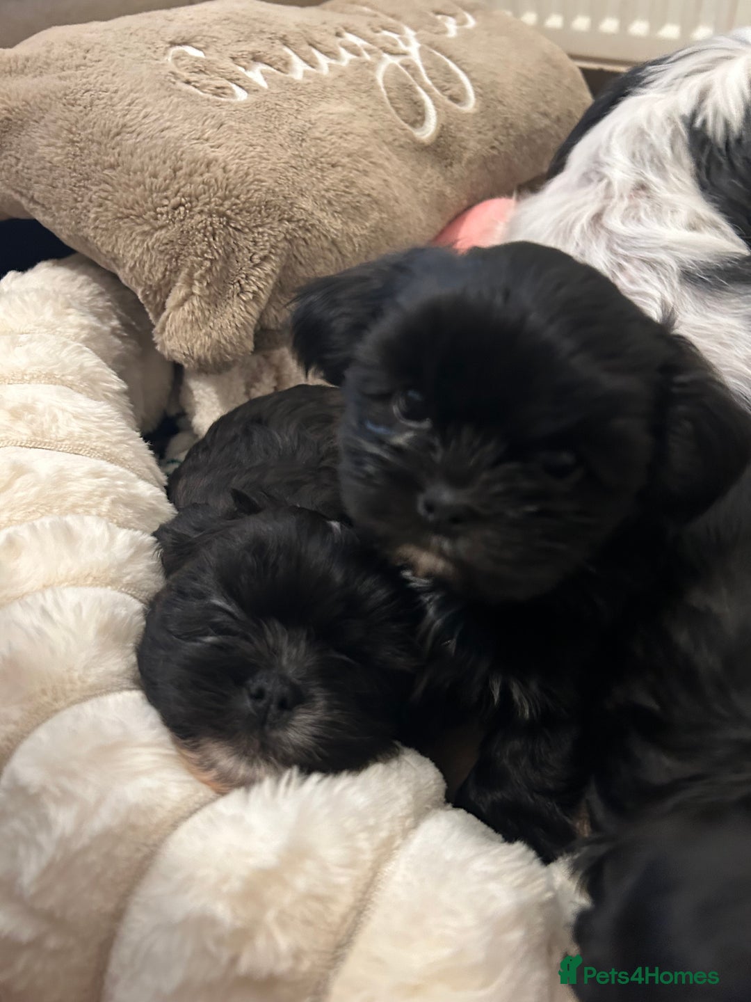 Shih Tzu dogs for sale: 2 beautiful Shih Tzu puppies 8 weeks old  - Advert 2