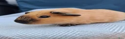 Guinea Pig rodents for sale: A pair of Beautiful Cali Guinea Pig Brothers - Advert 9
