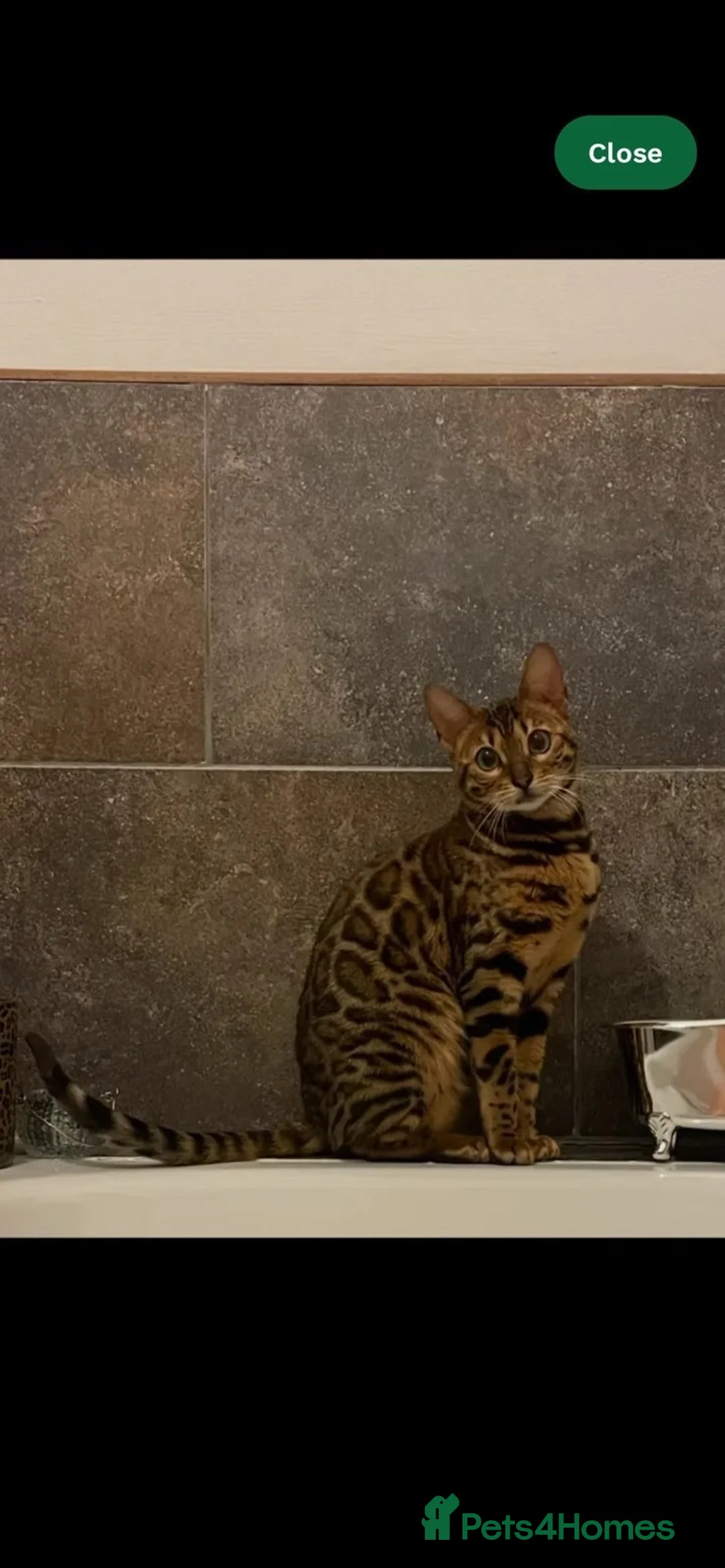 Bengal cats for sale: Beautiful Bengal ❤️ - Advert 1