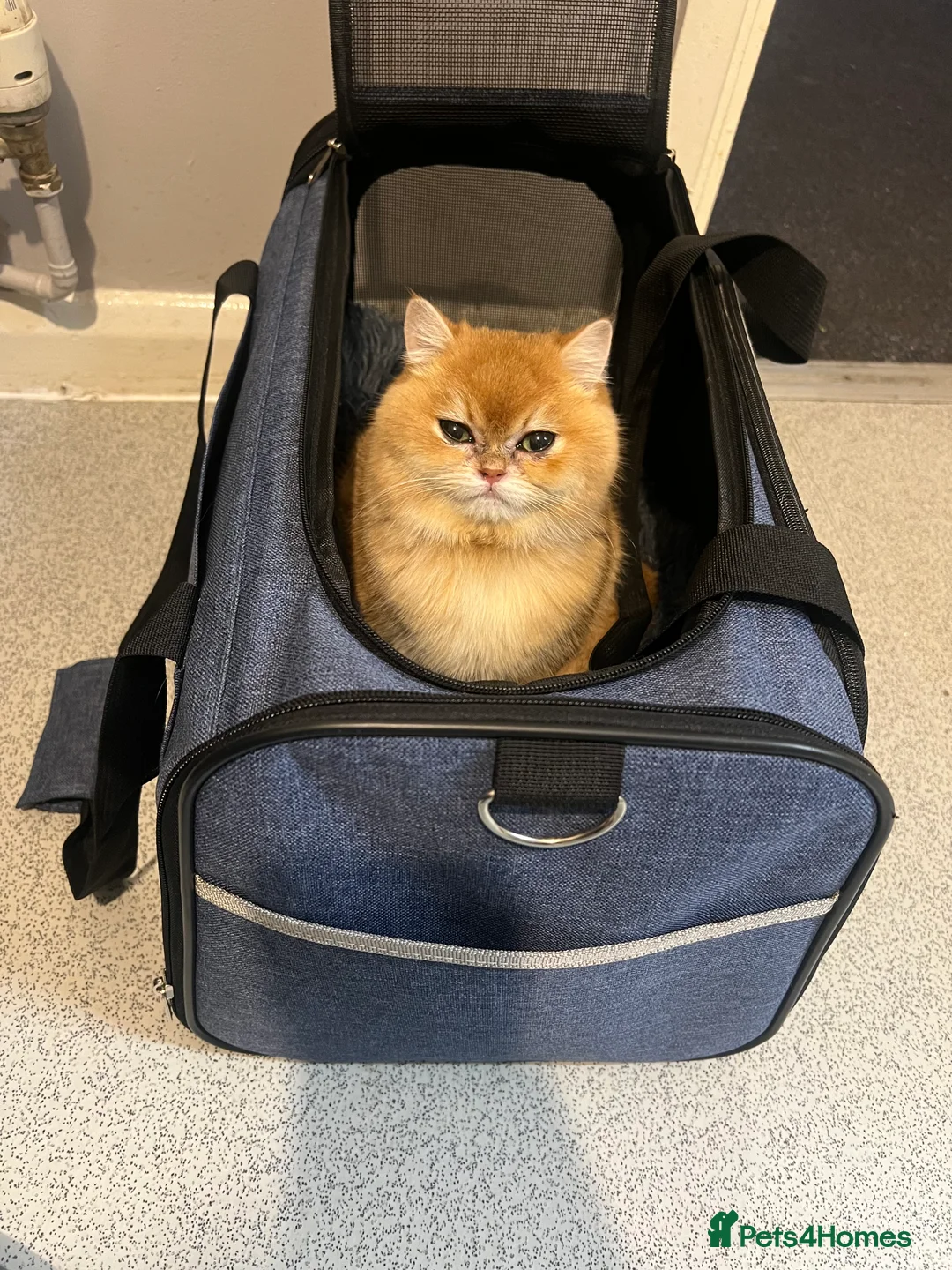 British Shorthair cats for sale: Golden British Shorthair NY12 – TICA Active - Advert 1