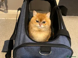 British Shorthair cats Golden British Shorthair NY12 – TICA Active - Advert 2